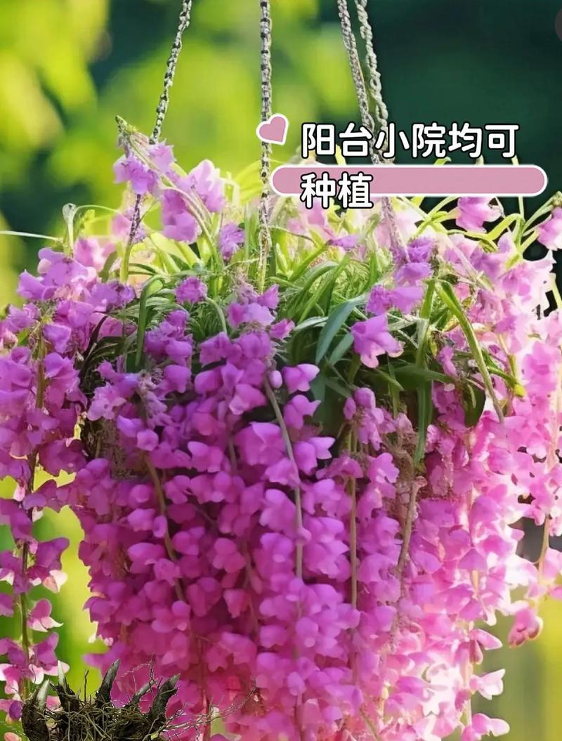 铃兰花语应该搭配什么？它有何特别的寓意？