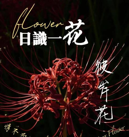 哪种花的花语象征凄凉的爱？凄凉爱情的花语代表是什么？