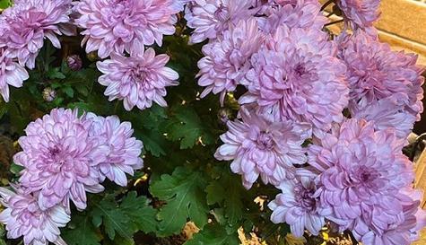 雏菊白紫色的花语代表什么？