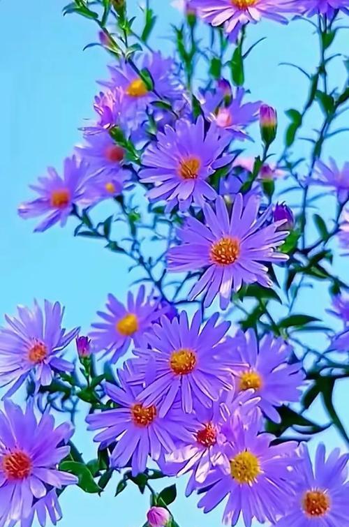 雏菊白紫色的花语代表什么？