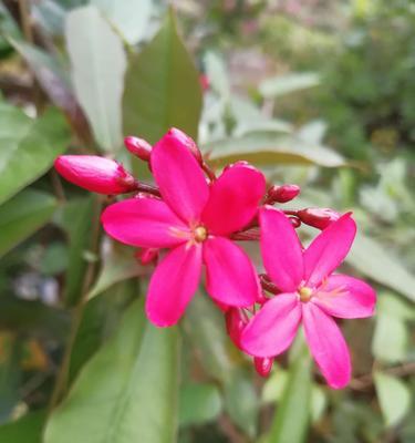 悠悠乡情的花语代表什么？