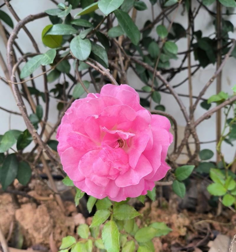 粉红色乔迁玫瑰花的寓意是什么？