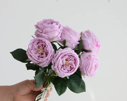粉红色乔迁玫瑰花的寓意是什么？