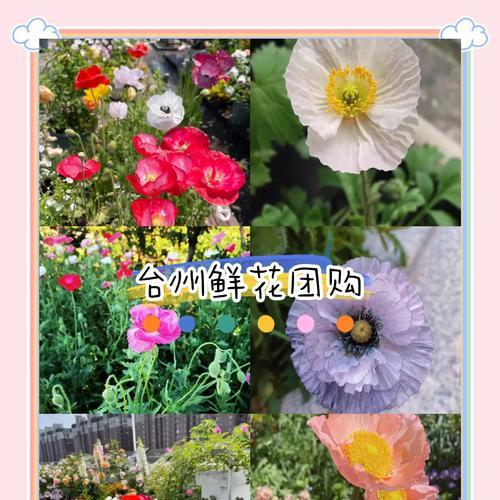 送别的花语通常由哪种花来承载？
