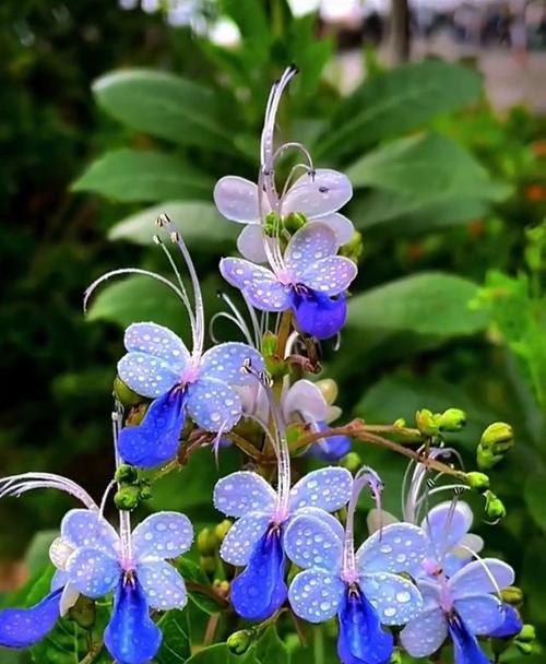 紫蝴蝶花的寓意和花语是什么？
