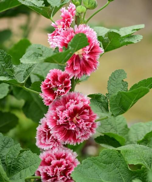 蜀葵的花语具体是什么？