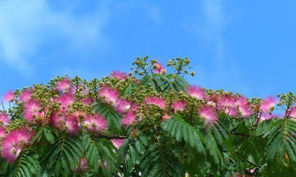 暗喻友情的花语是什么？友情的花语有哪些特别含义？