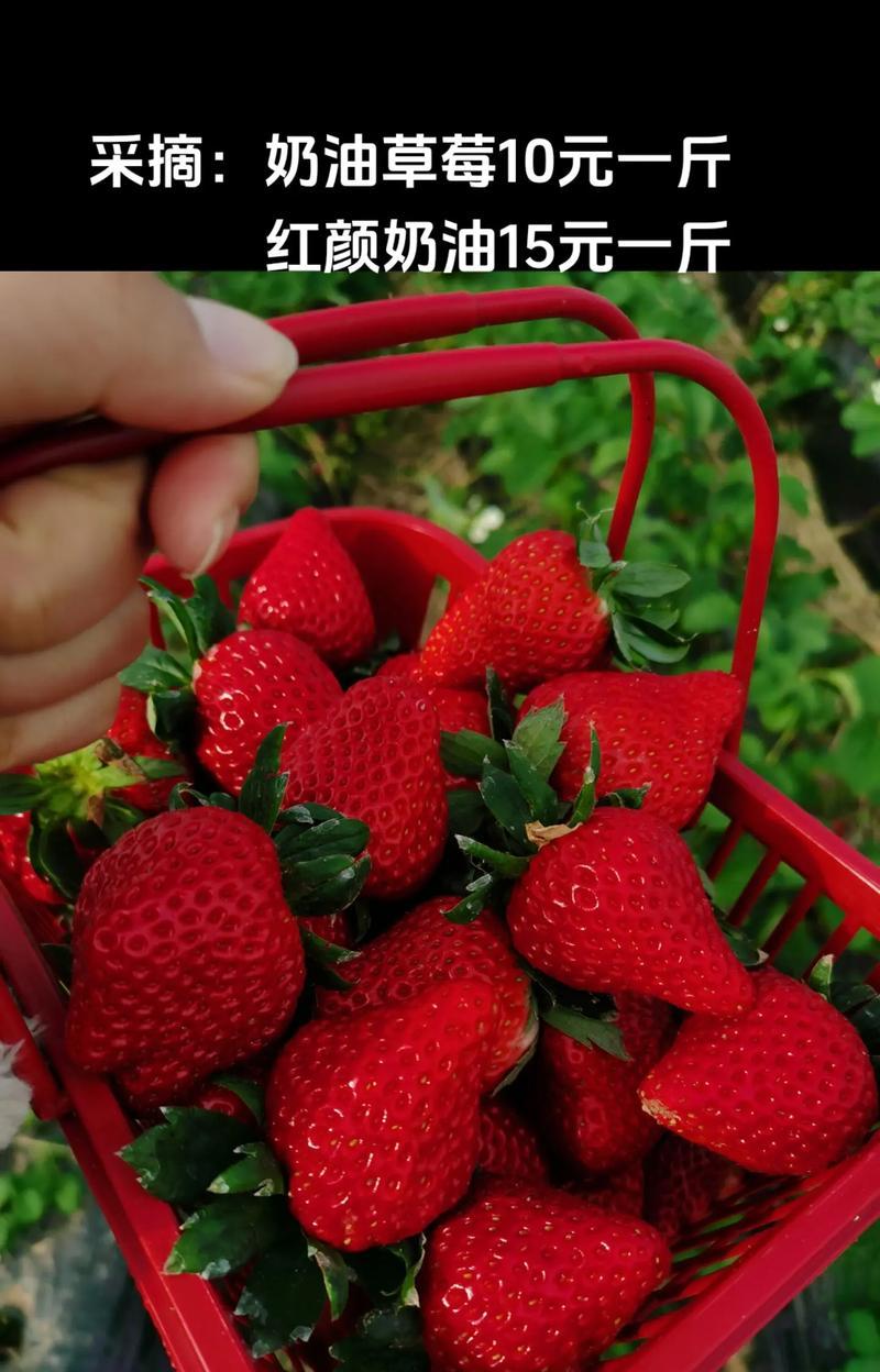 采摘草莓有何特别的花语？草莓在花语中象征着什么？