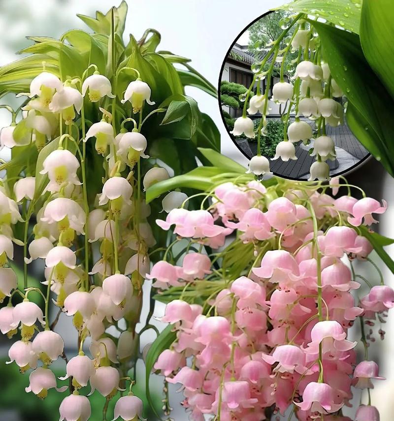 表达歉意应该选择什么花？花语中有哪些是表示道歉的？