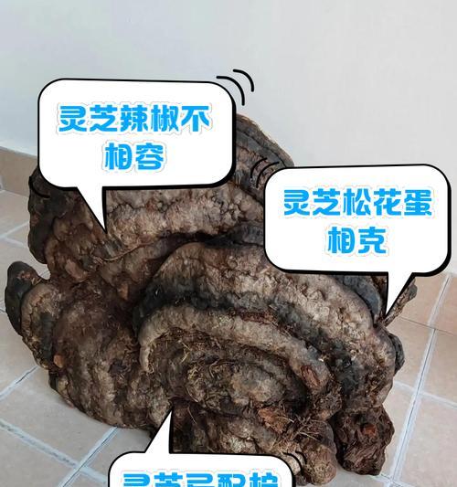 灵芝的花语和药用价值是什么？