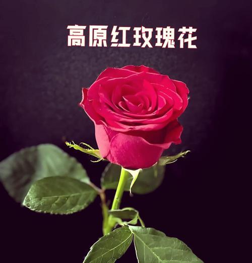 苍白玫瑰的花语有何含义？