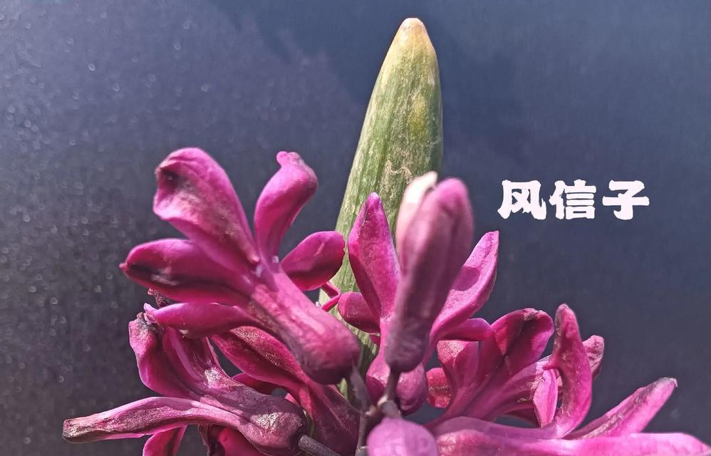绯红色玫瑰的花语和寓意是什么？送绯红色玫瑰代表什么？