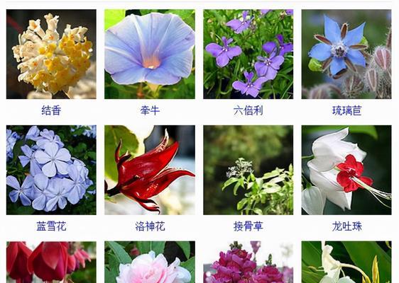 花语是什么好美的花名？这些花名背后隐藏着怎样的故事？