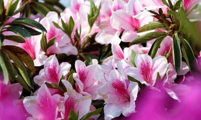 山楂花的花语对应什么？它代表了哪种情感？