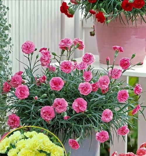 粉白康乃馨花语是什么？石竹香的花语又是什么？
