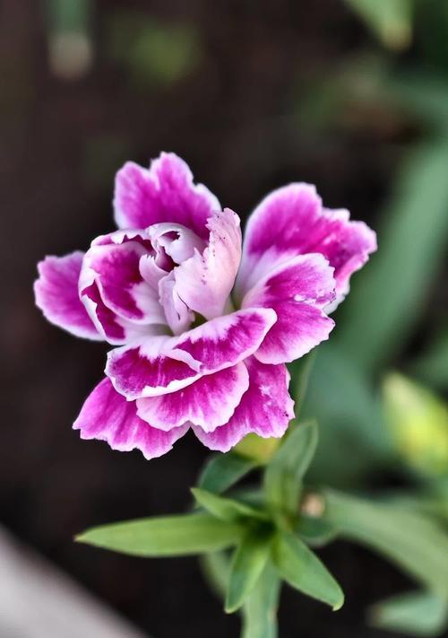 粉白康乃馨花语是什么？石竹香的花语又是什么？