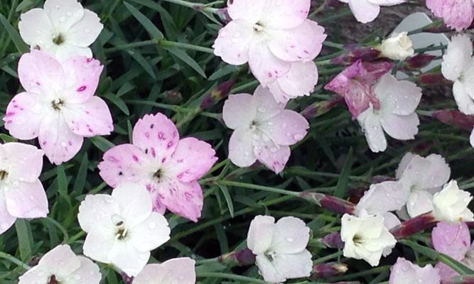 粉白康乃馨花语是什么？石竹香的花语又是什么？
