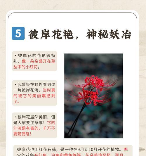 肉桂配玫瑰花的花语是什么？这种搭配有什么特别含义？