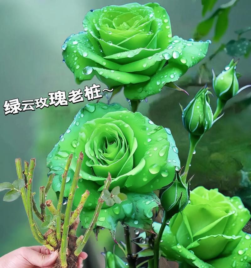 肉桂配玫瑰花的花语是什么？这种搭配有什么特别含义？