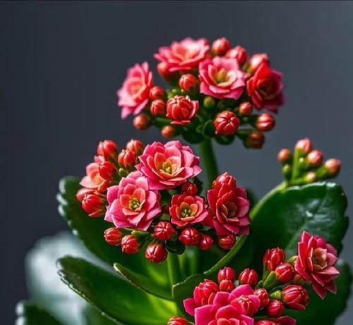 哪种花代表身体健康？花语中有哪些健康寓意？