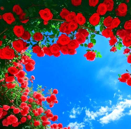 花语是风与自由的花是什么？这种花象征着什么？