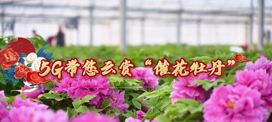催花牡丹代表了什么花语和象征？
