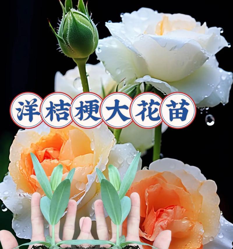 洋桔梗花语对母女有何深意？