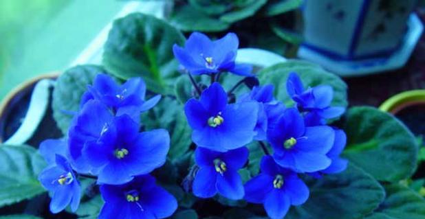 紫罗兰的花语很好听吗为什么？大叶桉的花语又是什么？