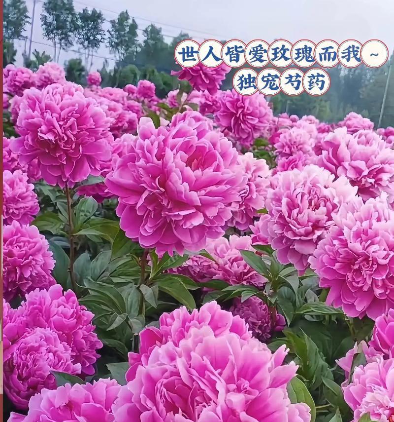 黄色芍药代表什么花语？黄色芍药的寓意是什么？