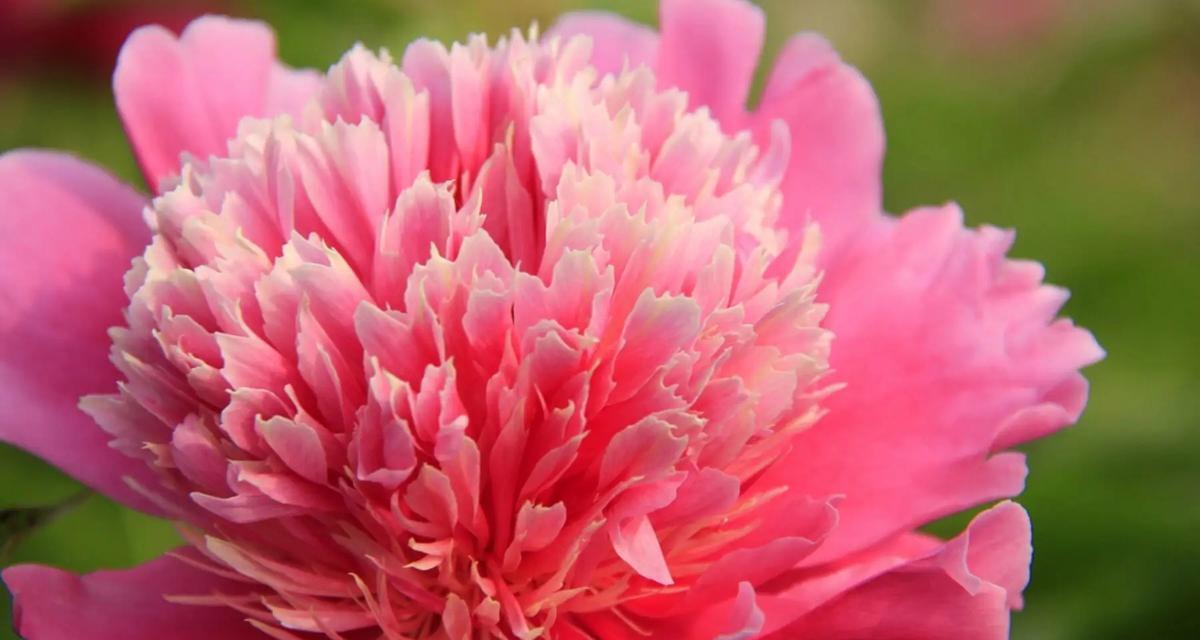 黄色芍药代表什么花语？黄色芍药的寓意是什么？