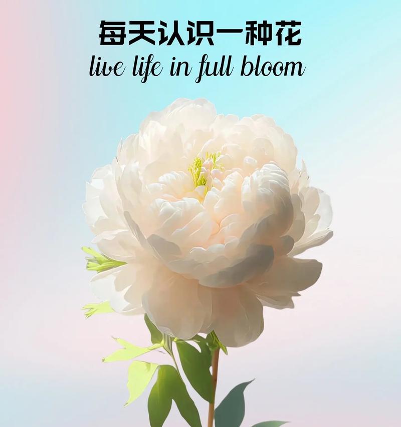 黄色芍药代表什么花语？黄色芍药的寓意是什么？