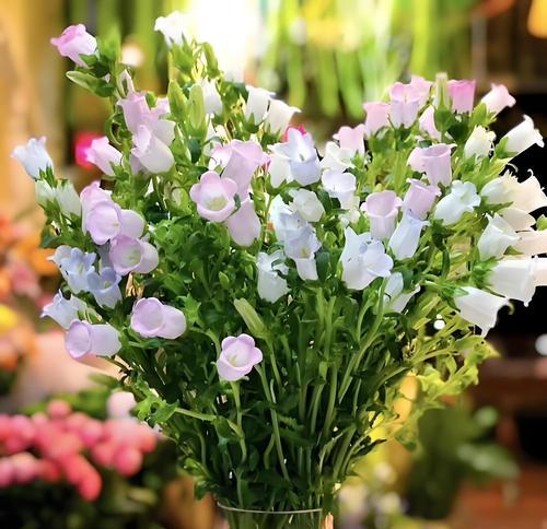 深情的花的花语能否传达真挚的情感？