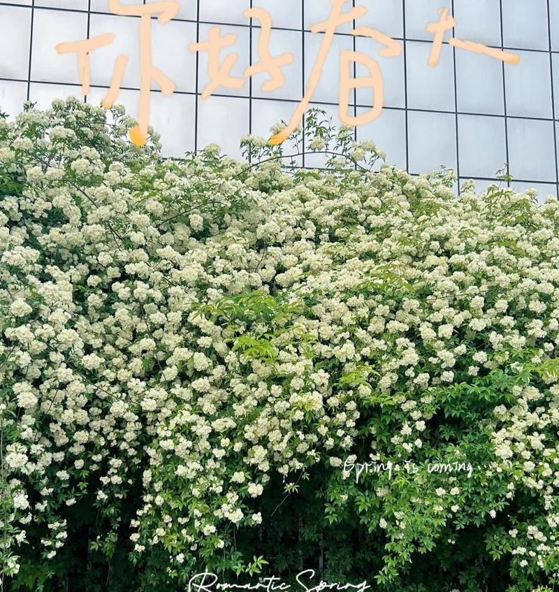 七日香花束传递了哪些情感？