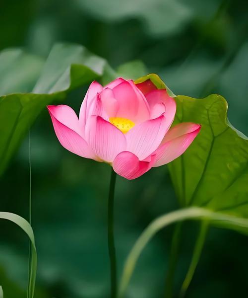 红荷花的花语是什么意思？红荷花代表什么？