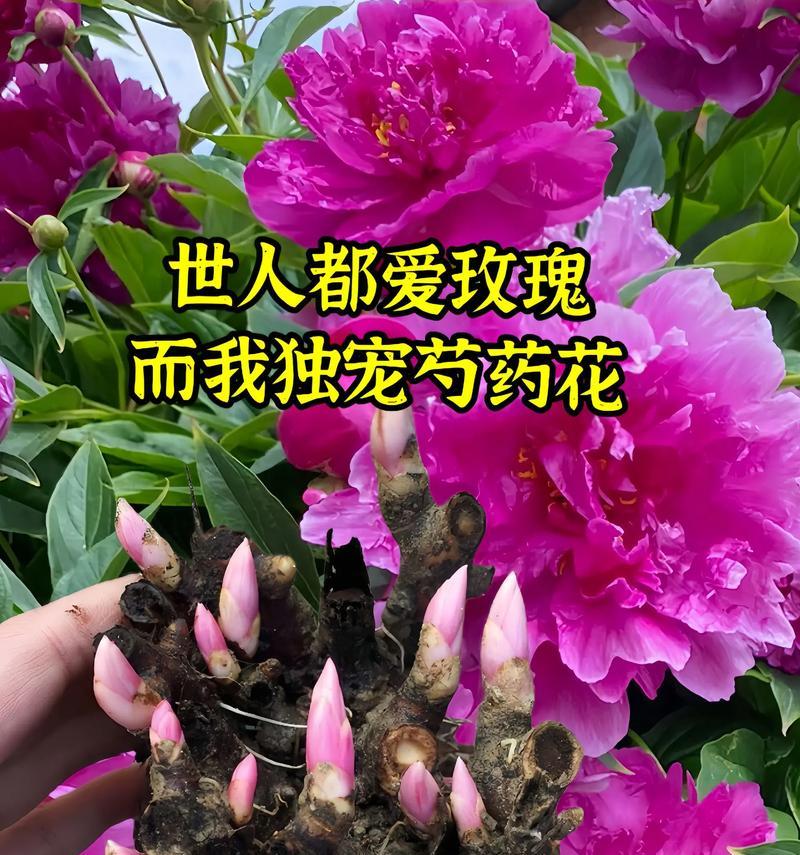 芍药奶油丸花语寓意着什么？