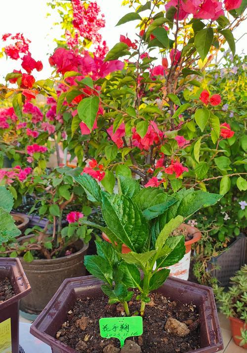 两只绣球花语是什么意思？绣球花代表了哪些情感？