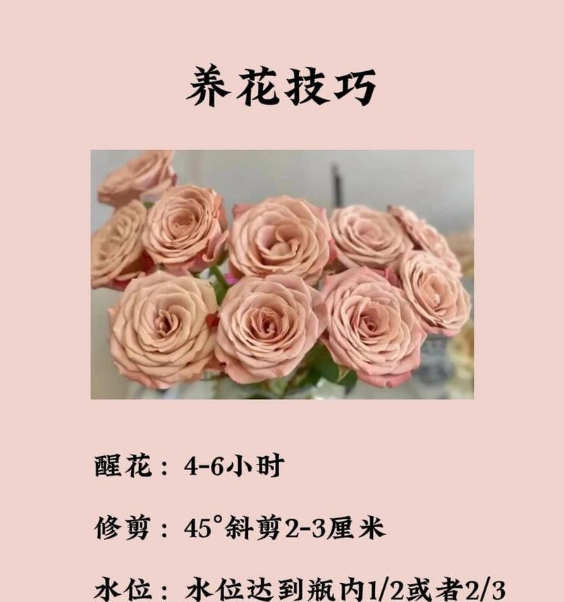 玫瑰搭配哪种花寓意最佳？花语组合有何讲究？