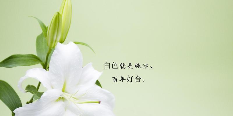 百合简单花语是什么？百合花有哪些含义？