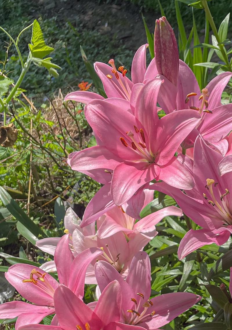 百合简单花语是什么？百合花有哪些含义？