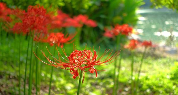 咖啡树的花语是什么？它在花语中象征着什么？