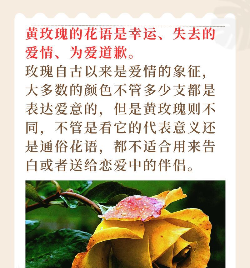 8月26号的花语代表什么含义？