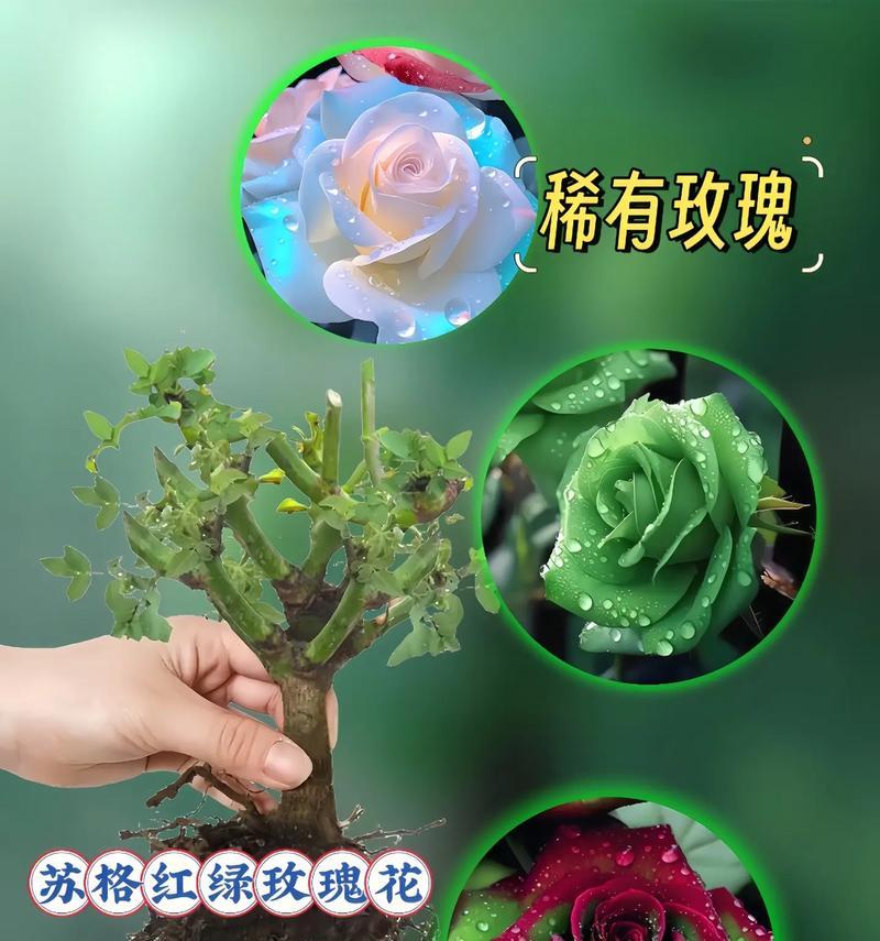 野外玫瑰花的花语有何不同？野外玫瑰花代表什么？