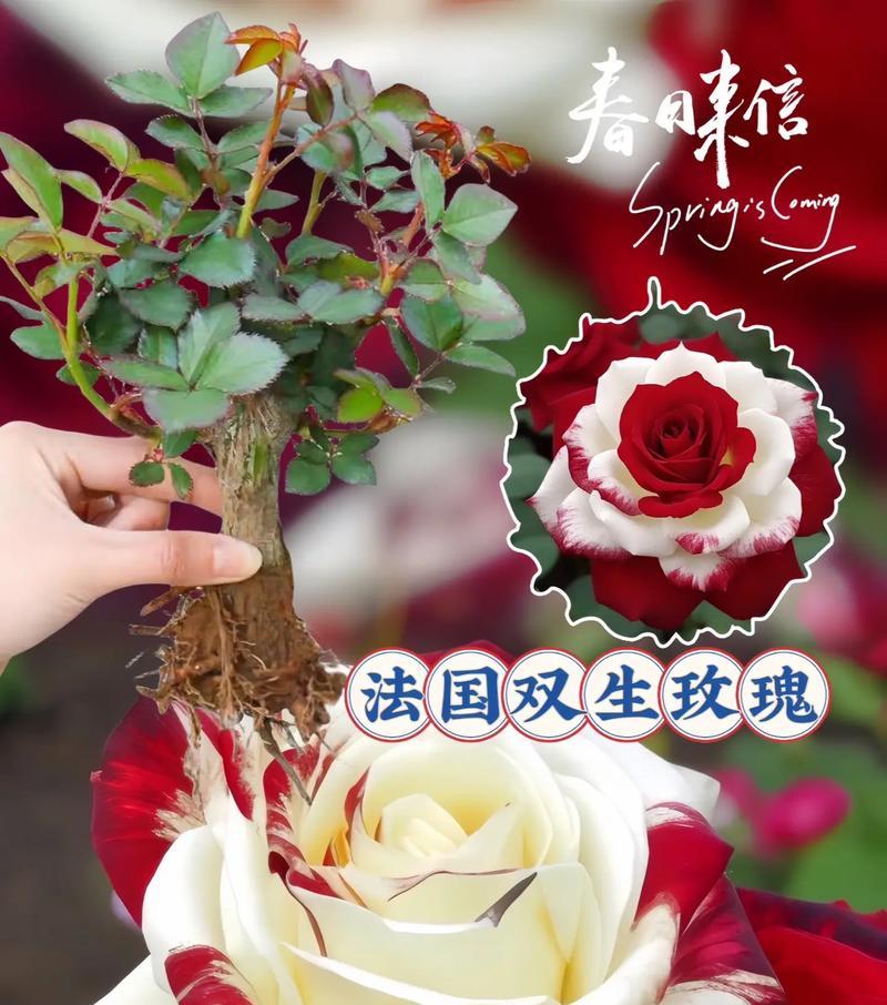 野外玫瑰花的花语有何不同？野外玫瑰花代表什么？