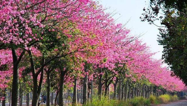 美丽木棉的花语有哪些？它象征着什么？
