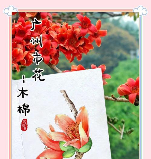 美丽木棉的花语有哪些？它象征着什么？