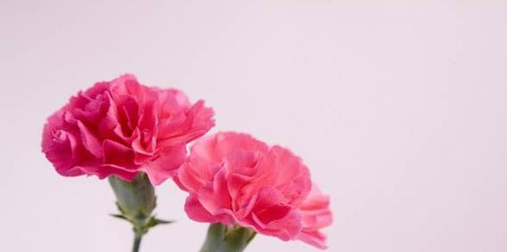 康乃馨的花语是什么？送康乃馨代表什么？
