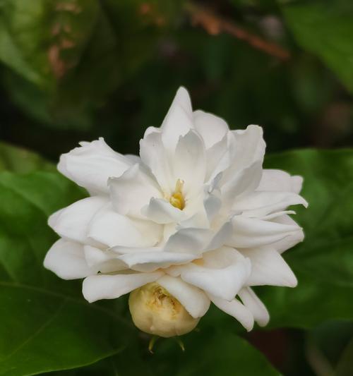 烟语茉莉的花语是什么？烟语茉莉代表的含义是什么？