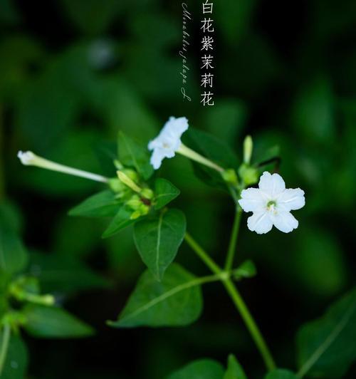 烟语茉莉的花语是什么？烟语茉莉代表的含义是什么？