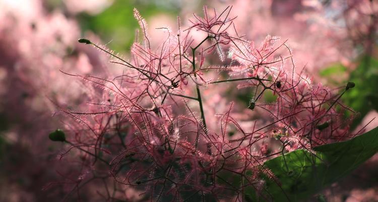 黄栌花语是什么意思？它的正确读音是什么？