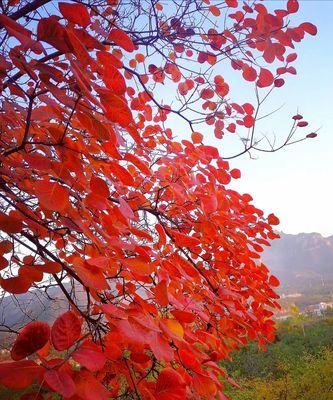 黄栌花语是什么意思？它的正确读音是什么？